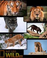 Attack of the Big Cats /   